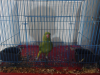Ringneck Parrot Female